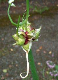 Frå urtehagen: Allium cepa var. viviparum, toppløk/ luftløk. Foto: Bjarne Thune.