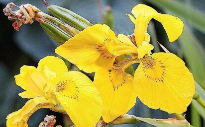 Frå urtehagen: Iris pseudacorus, sverdlilje. Foto: Bjarne Thune.
