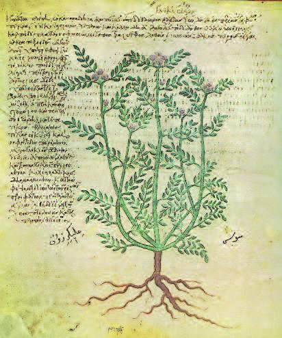 Glychyrriza glabra, Wiener Dioskurides, 512 (?)
