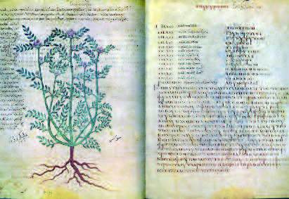 Glychyrriza glabra med den greske teksten, Wiener
Dioskurides, 512 (?)