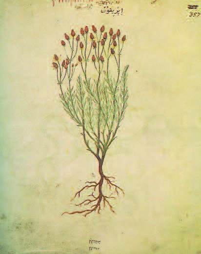 Hypericum perforatum, Wiener Dioskurides, 512 (?)