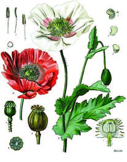 Papaver somniferum, H.A. Köhlers Medizinal-Pflanzen, 1887.