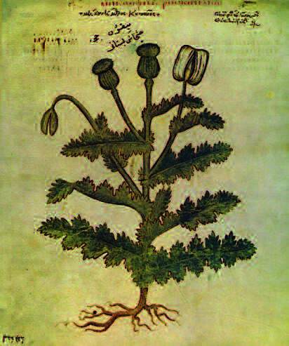 Papaver somniferum, Wiener Dioskurides, 512 (?)