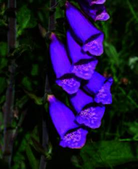 Revebjelle («Digitalis purpurea L.») er en 2-årig urt iMaskeblomstfamilien med bladrosett første året ogklokkelignende purpurrøde, eller sjelden hvite eller rosablomster på en 50–150 cm høy stengel, andre året.Revebjelle er vanlig langs kysten opp til Nord-Trøndelag, spesielt på Vestlandet. Drogen «Foliumdigitalis» (revebjelleblad) har tidligere vært offisinell iflere norske farmakopeer. Bladene skulle samles nården viltvoksende, norske planten hadde begynt åblomstre. Blad av hvitblomstrete planter skulle ikkebrukes. Tørringen skulle foregår ved 55–60 grader.Foto: Kristin Vigander.