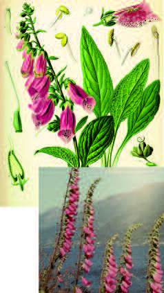 Tegningen av revebjelle øverst er hentet fra det tyske Köhlers «Medizinal-Planzen», som første gang utkom i 1887. Fotografiet av revebjelle ved Hardangerfjorden er tatt av Arnold S. Nordal. Nordal (1909–2002) var professor i Farmakognosi ved Farmasøytisk institutt, Universitetet i Oslo og underviste farmasistudenter bl.a. i medisinplanter i mange år. Det ble hevdet at oralt inntak av 2–3 g tørkete eller 12–18 g friske blader av revebjelle var tilstrekkelig for å drepe en voksen mann.