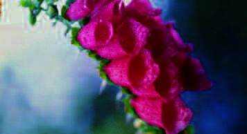 Da Norsk Farmasihistorisk Museum, Bygdøy i forrige årtusen lagde en serie med postkort om norske medisinske planter ble blant annet dette fotografiet av Torgeir Kjos valgt ut. Foto: Erik Andrew.